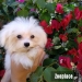 Maltese