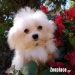 Maltese