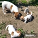 Jack russell terrier