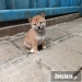Simba inu