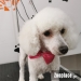 Poodle 