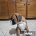 Boxer