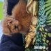 Poodle mini