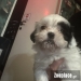 Κουτάβι σιχ τσου -shih tzu puppy