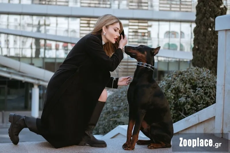 Επιλέγοντας τον κατάλληλο σκύλο φύλακα Επιλέγοντας τον κατάλληλο σκύλο φύλακα