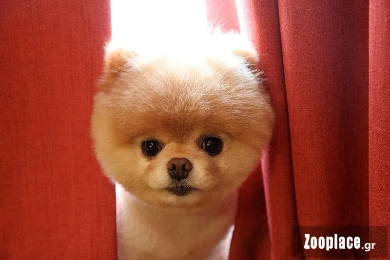 Τι είναι ο Pomeranian Boo; Τι είναι ο Pomeranian Boo;