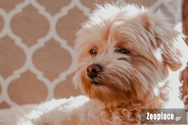 Τι είναι το Μαλτίπου (Maltipoo) Τι είναι το Μαλτίπου (Maltipoo)